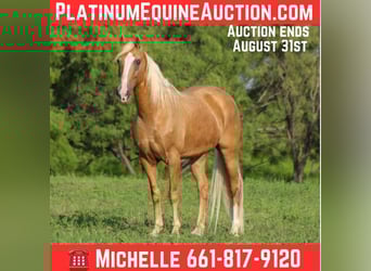 Tennessee walking horse, Gelding, 15 years, 15 hh, Palomino, in stephenville TX
