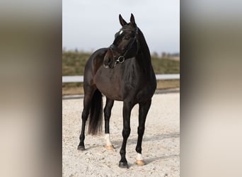 Deutsches Sportpferd, Wallach, 4 Jahre, 168 cm, Dunkelbrauner, in Hawangen