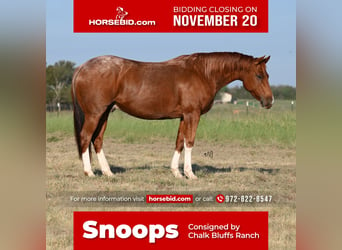 Quarter horse américain, Hongre, 6 Ans, 147 cm, Rouan Rouge, in Waco,