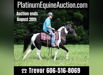 Tennessee Walking Horse, Wallach, 8 Jahre, 152 cm, Tobiano-alle-Farben, in Whitley City Ky,