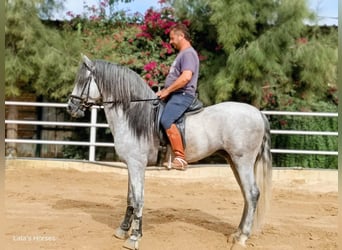 PRE Croisé, Étalon, 4 Ans, 166 cm, Gris pommelé, in Sevilla