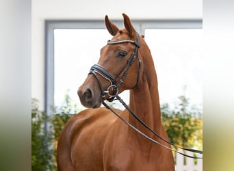 Oldenburger, Merrie, 5 Jaar, 165 cm, Donkere-vos, in Verden