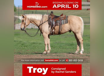 Quarter horse américain, Hongre, 11 Ans, 163 cm, Palomino, in Joshua, TX,