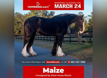 Shire Horse, Yegua, 11 años, 173 cm, Negro, in Morriston, FL,