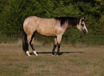 American Quarter Horse, Mare, 2 years, Buckskin, in Mount Vernon