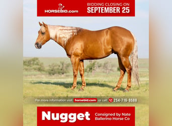 American Quarter Horse, Wallach, 5 Jahre, 152 cm, Palomino, in Waco, TX,