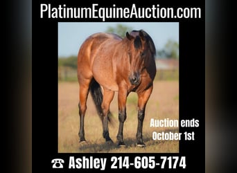 American Quarter Horse, Gelding, 14 years, Roan-Bay, in Weatherford TX,