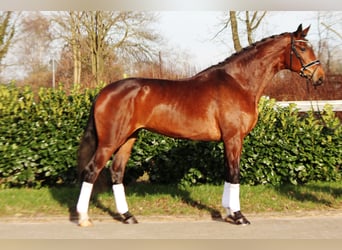 Hanoverian, Mare, 7 years, 17.3 hh, Brown, in Selsingen,