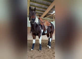VH Pepsi N Charm