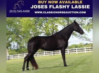 Tennessee Walking Horse, Wallach, 13 Jahre, 152 cm, Rappe, in Lewisburg,TN,