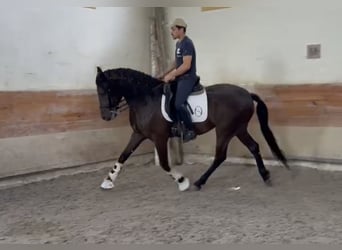Lusitanos, Caballo castrado, 7 años, 165 cm, Negro, in TROFA