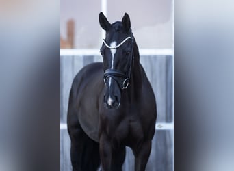 Oldenburgo, Caballo castrado, 5 años, 173 cm, Negro, in Rosengarten