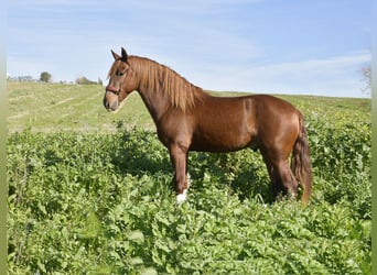 PRE, Stallion, 3 years, 15.2 hh, Chestnut-Red, in Galaroza (Huelva),