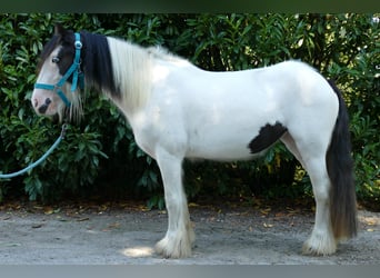 Gypsy Horse, Mare, 5 years, 13.1 hh, Pinto, in Lathen,
