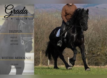 Friesian horses, Mare, 11 years, 16 hh, Black, in Nettersheim