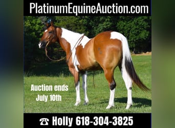 Quarter horse américain, Hongre, 10 Ans, Tobiano-toutes couleurs, in Hazelton IA,