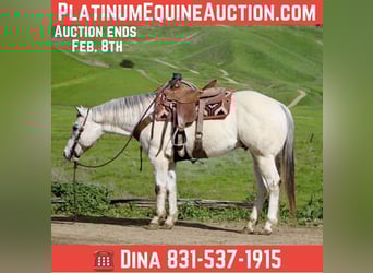 American Quarter Horse, Gelding, 12 years, 15 hh, Roan-Red, in Paicines CA