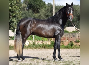 Andalusian, Stallion, 4 years, 16.1 hh, Gray, in Mallorca,