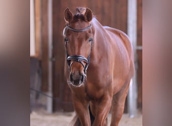 Oldenburg, Gelding, 5 years, 17 hh, Chestnut, in Brieselang