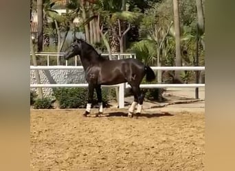 PRE Mix, Stallion, 4 years, 16 hh, Bay, in Málaga,