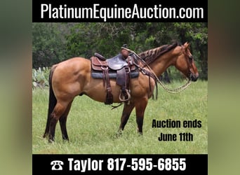 American Quarter Horse, Wallach, 9 Jahre, Falbe, in Morgan Mill Tx,