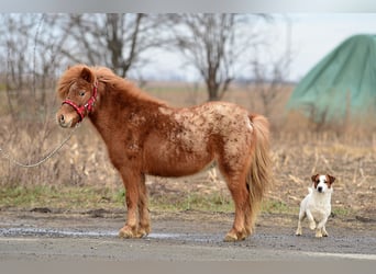 Mini poney Shetland, Jument, 5 Ans, 90 cm, Léopard, in radziejów,