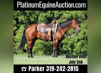 American Quarter Horse, Wallach, 6 Jahre, Rotbrauner, in Somerset KY,