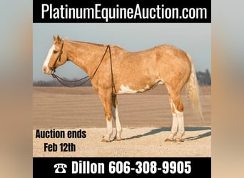 American Quarter Horse, Ruin, 10 Jaar, 163 cm, Overo-alle-kleuren, in Brodhead KY,