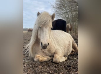 Islandpferd, Stute, 4 Jahre, 139 cm, , in Blunk