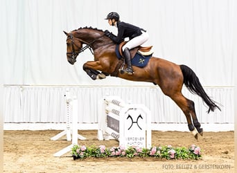 Hannoveriano, Caballo castrado, 4 años, 167 cm, Castaño, in Verden,