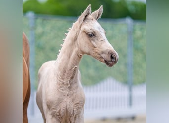 Poney de selle allemand, Étalon, Poulain (03/2026), Palomino, in Mnster-Handorf