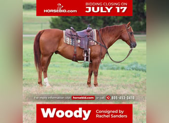 American Quarter Horse, Gelding, 14 years, 14.3 hh, Sorrel, in Joshua, TX,