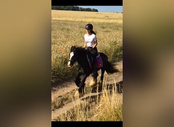 More ponies/small horses, Gelding, 4 years, 13.2 hh, Black, in Bexbach