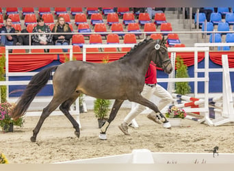 Hengst 3 Jaar