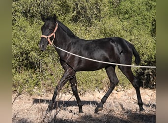 Menorquín, Yegua, Potro (02/2026), 170 cm, Negro, in Menorca