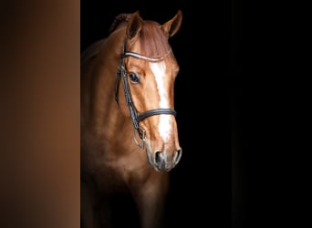 Belgijski koń gorącokrwisty, Ogier, 5 lat, 164 cm, Kasztanowata, in Holdorf,