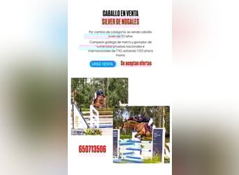 Spanisches Sportpferd, Wallach, 10 Jahre, 165 cm, Dunkelbrauner, in Redondela
