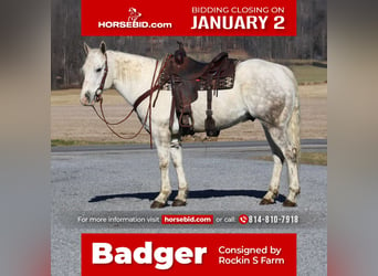 American Quarter Horse, Gelding, 8 years, 15 hh, Gray, in Rebersburg,