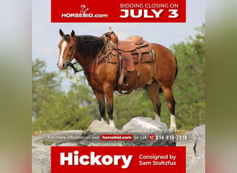 Quarter horse américain, Hongre, 9 Ans, Bai cerise, in Rebersburg, PA,