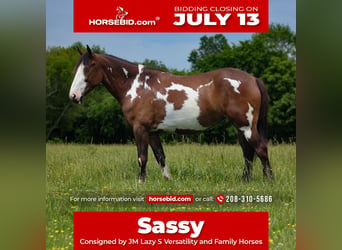 Shire Horse Mix, Stute, 5 Jahre, Schecke, in Baxter Springs