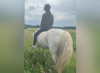 Vollzeit Pflege/Reitbeteiligung mit Kaufoption