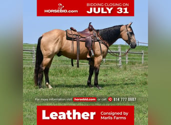 Quarter horse américain, Hongre, 13 Ans, 152 cm, Buckskin, in Rebersburg, PA,