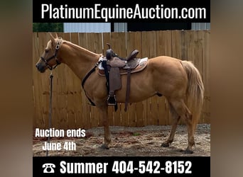 American Quarter Horse, Wallach, 17 Jahre, 145 cm, Palomino, in Statesville, NC,