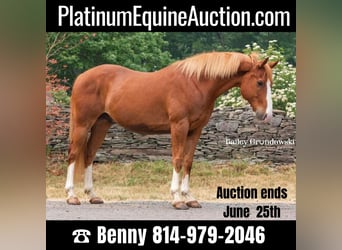 American Quarter Horse, Ruin, 12 Jaar, Donkere-vos, in Everett PA,