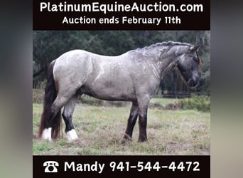 Friesian horses, Gelding, 5 years, 14.1 hh, Roan-Blue, in Mims FL,