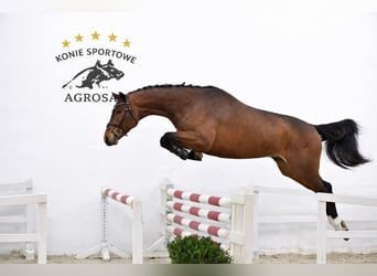 Oldenburger Springpaard, Ruin, 5 Jaar, 170 cm, Bruin, in ROGOWNICA