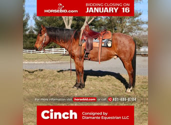 Quarter horse américain Croisé, Hongre, 10 Ans, Roan-Bay, in Allentown, NJ,