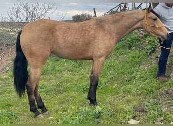 Andalusian, Gelding, 3 years, 15.1 hh, Dun, in Málaga