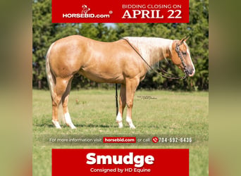 Quarter horse américain, Hongre, 7 Ans, 147 cm, Palomino, in Madill, OK,