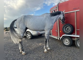 Wallach 9 Jahre Wallach 9 Jahre